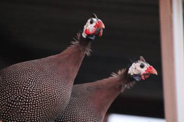 Group of helmeted guinea fowl perched on a structure. Farm life. © NATALYA