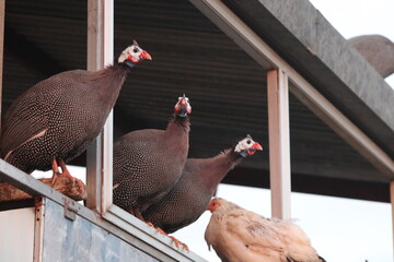 Group of helmeted guinea fowl perched on a structure. Farm life. © NATALYA