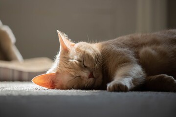 Close-up of an Orange Tabby © Kevin
