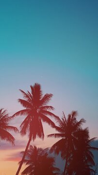 silhouette of palm trees against vibrant orange and purple sunset sky, tropical coastal landscape view with warm sun flare during dusk 4k timelapse, vertical video hyperlapse