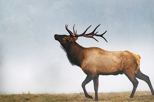Male Elk With Large Antlers During Rut Near Oconaluftee Visitor Center in Cherokee