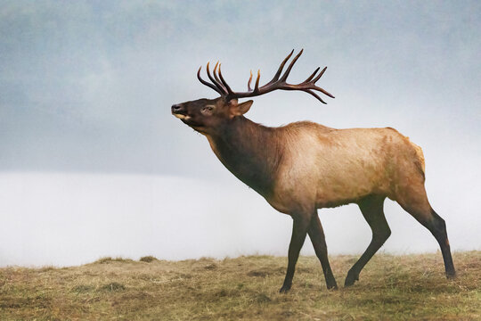 Male Elk With Large Antlers During Rut Near Oconaluftee Visitor Center in Cherokee, North Carolina