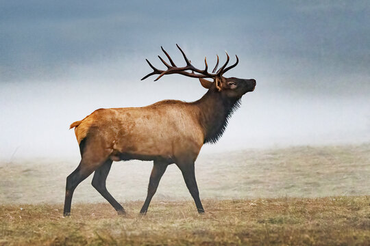 Male Elk With Antlers During Rut Near Oconaluftee Visitor Center in Cherokee