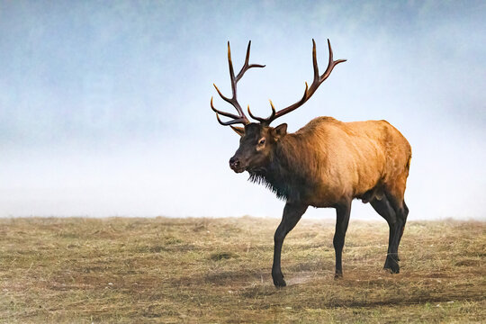 Male Elk With Large Antlers Walking In Field During Rut Near Oconaluftee Visitor Center in Cherokee, North Carolina