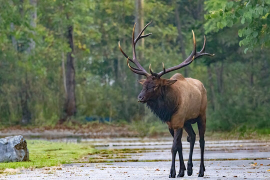 Male Elk With Large Antlers Walking Down A Road During Rut Near Oconaluftee Visitor Center in Cherokee