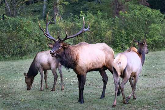 Male Elk With Large Antlers In Field With Females During Rut Near Oconaluftee Visitor Center in Cherokee