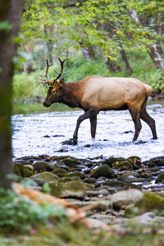 Male Elk With Large Antlers Crosses a Stream During Rut in Cherokee, North Carolina Vertical