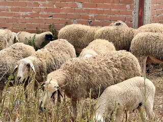 Flock of sheep grazing near brick wall. Group of sheep in a farm enclosure. © NATALYA