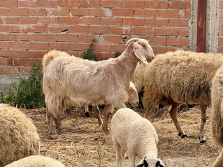 Flock of sheep grazing near brick wall. Group of sheep in a farm enclosure. © NATALYA