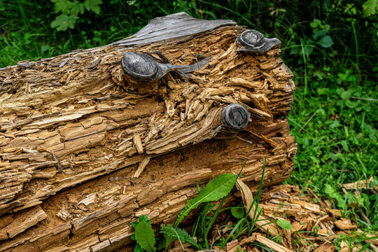 Close-up of rotten tree log