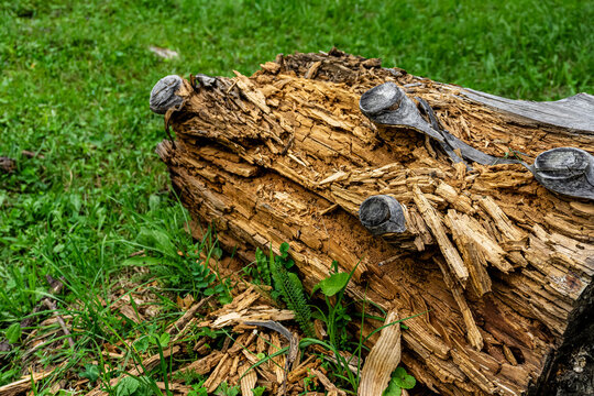Decaying tree trunk in green forest
