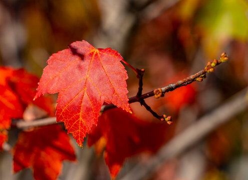 Leuchtend rotes Herbstblatt des Rot-Ahorn (Acer rubrum) im Herbst, Deutschland