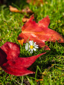 Kleines G&auml;nsebl&uuml;mchen (Bellis perennis), das von roten Herbstlaubbl&auml;ttern im Gras umgeben ist, Deutschland