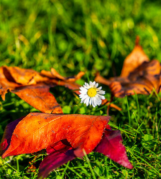 Kleines G&auml;nsebl&uuml;mchen (Bellis perennis), das von roten Herbstlaubbl&auml;ttern im Gras umgeben ist, Deutschland