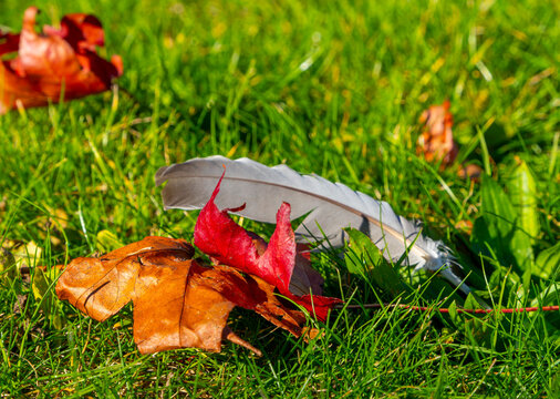 Graue Vogelfeder einer Taube zusammen mit herbstlichen Ahornbl&auml;ttern auf gr&uuml;nem Gras, Deutschland