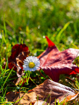 Kleines G&auml;nsebl&uuml;mchen (Bellis perennis), das von roten Herbstlaubbl&auml;ttern im Gras umgeben ist, Deutschland