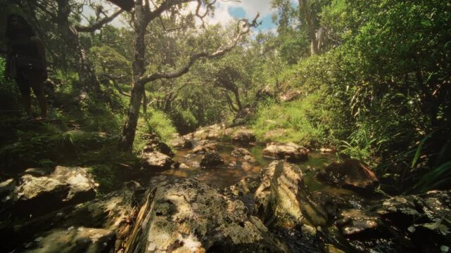 Forest stream serenity, Peaceful woodland water scene, Tranquil forest creek with sunlight on mossy logs