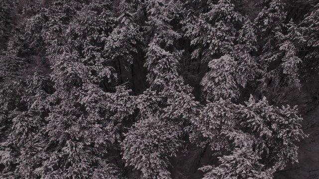 Aerial view of snow-covered evergreen forest canopy with branches laden with fresh snow and dark trunks piercing through winter scene, overhead composition capturing texture pattern and quiet mood