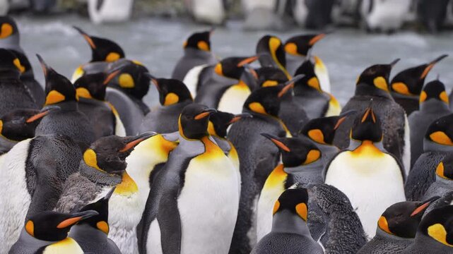 A close view of king penguins in a South Georgia colony shows birds bending their necks to preen, turning their heads and raising their beaks amid a dense pattern of upright bodies and ear patches.