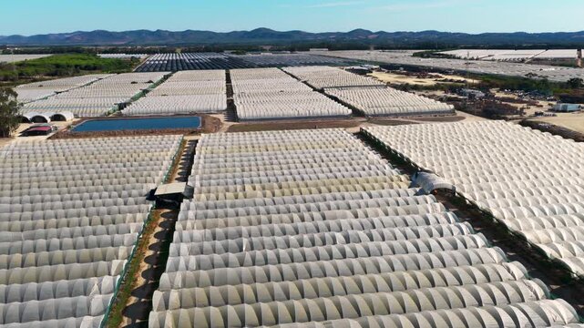 Aerial view of translucent greenhouse roofs in parallel rows with repeating curved panels, bright daylight reflections, and strong geometric texture across rural farmland setting.