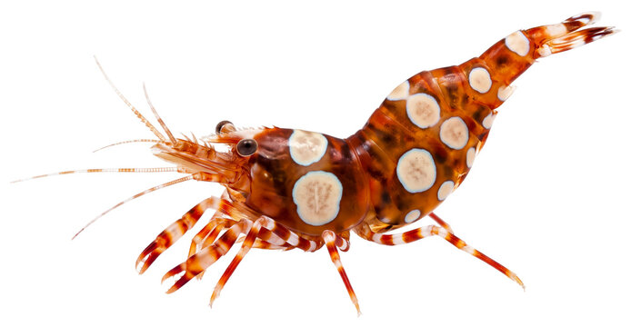 squat anemone shrimp (thor amboinensis) isolated on transparent background