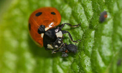 Close-up of a ladybug eating an aphid © roberto