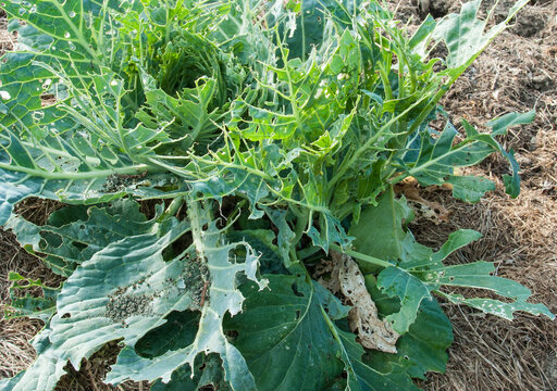 Close-up of damage caused by the cabbage butterfly to a cabbage