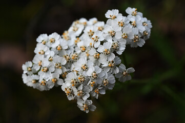 Close-up of delicate white yarrow flowers © Mikhail Olykainen