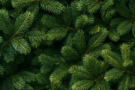 Christmas tree brunch textured background. Fluffy pine tree brunch close up. Green spruce