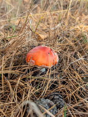 fly agaric mushroom © Dominik