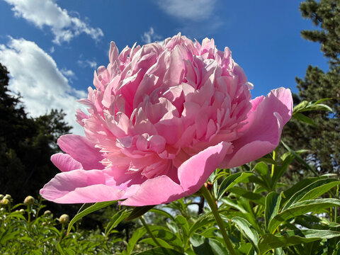 Beautiful peony flower