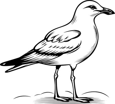 Seagull Line Art Tattoo Style Standing Bird Illustration