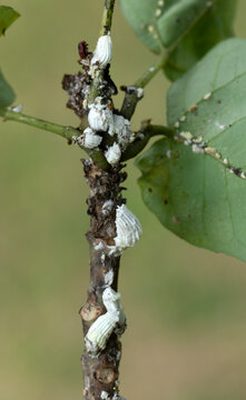 A flame tree branch infested with cottony cushion scale insects, characterized by ribbed white egg sacs on the stem. They suck plant sap, weakening the host and producing sticky honeydew.