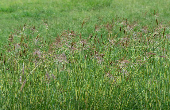 A dense patch of Bothriochloa ischaemum, a perennial grass known as yellow bluestem. It features upright, slender green stems topped with reddish-purple, finger-like flower clusters.