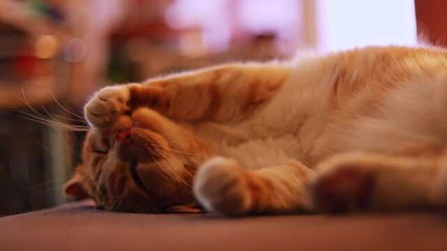 Sleepy ginger cat sprawls on its back, raising a paw over its face in a cozy home
