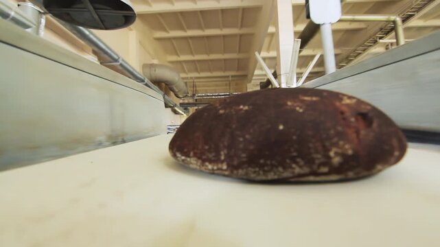 Round brown loaf moving factory line close up. Low angle tracking bakery plant.