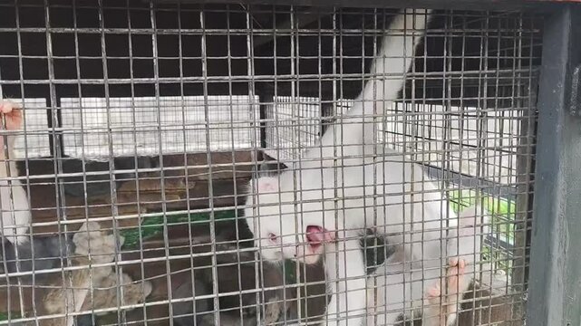 Captive white monkey screaming behind metal cage bars