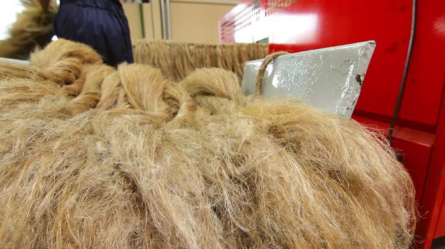 Raw flax fiber close up. Workers handling linen strands textile mill handheld.