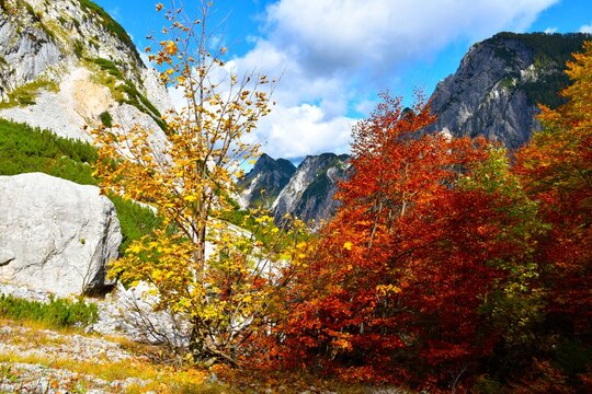 Yellow colored sycamore tree and red and orange colored beech trees in Tamar valley, Julian alps, Gorenjska, Slovenia