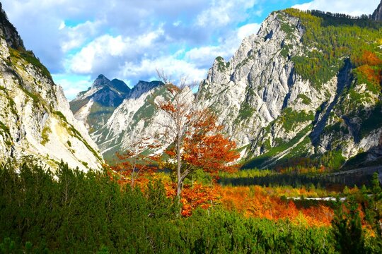 Beech tree in orange autumn foliage with mugo pine bushes bellow Slemenova &Scaron;pica mountain in Tamar valley in Gorenjska, Slovenia