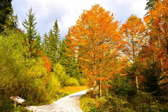 Hiking trail next to orange colored deciduous, broadleaf beech trees in Tamar in Gorenjska, Slovenia