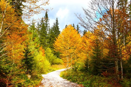 Hiking trail in Tamar next conifer spruce trees and orange colored beech tree in Gorenjska, Slovenia