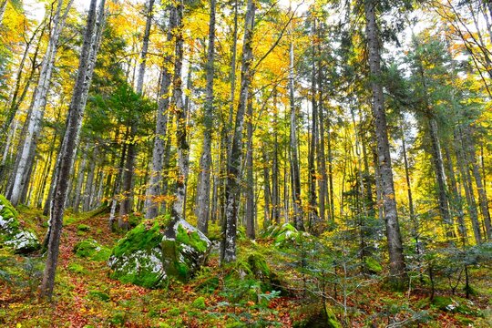 Mixed conifer and broadleaf autumn forest in green and yellow colors