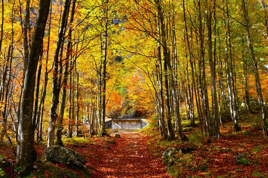 Trail in broadleaf, temperate, deciduous autumn beech forest in yellow and orange colors
