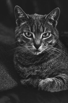  gatto
