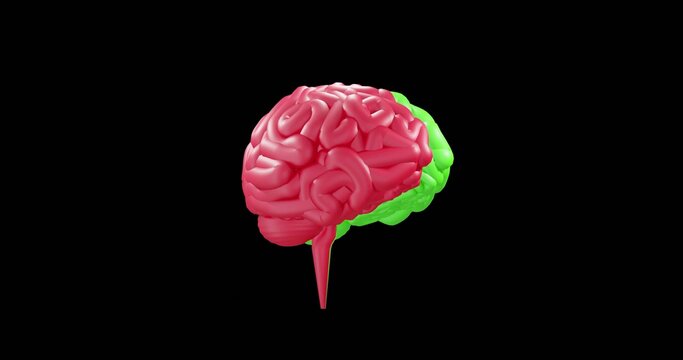 Floating stylized anatomic brain model glowing in dark void, showing pink cerebrum green cerebellum