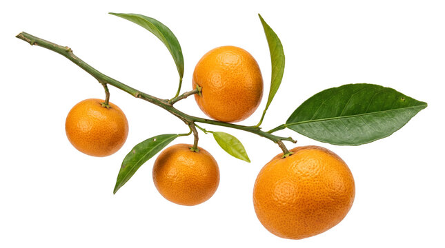 Fresh orange tangerines on a green leafy branch, ripe mandarin citrus fruits with vibrant leaves, organic citrus branch for food packaging isolated PNG with Transparent Background