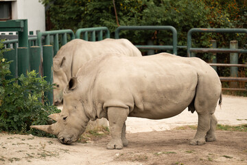Rhino outdoor. White rhinoceros. Wild animal in nature. Rhino on the ground. Wildlife nature. Wildlife and zoo. Rhino animal in zoo park. Fauna in wildlife. Animal zoo park. Wild rhinoceros © be free