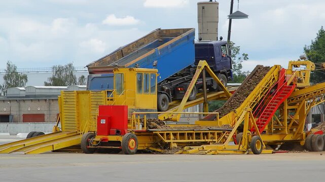 Dump truck tilted hydraulic tipper. Beets pouring yellow conveyor sugar factory.