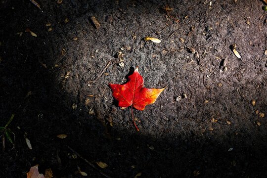 Maple Leaf 